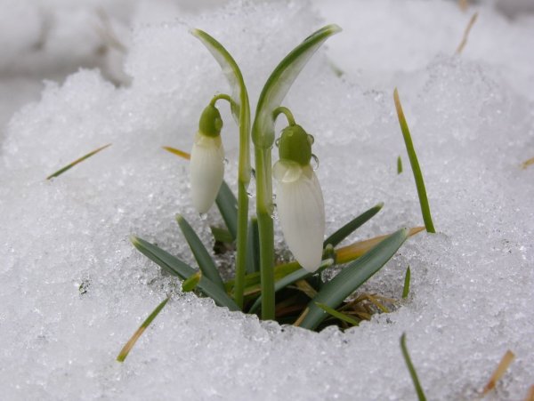 Весенние месяцы