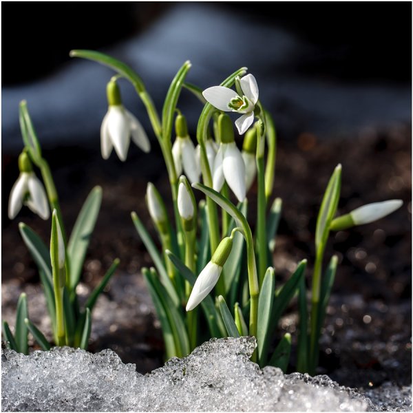 Весенний месяц март