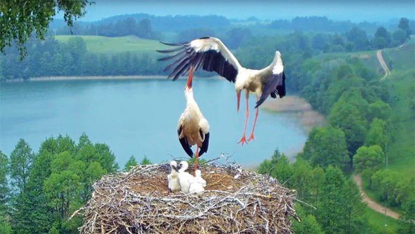 Аисты в Белоруссии