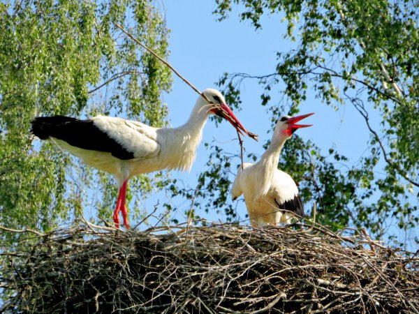 Аист весной