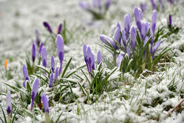 Март природа