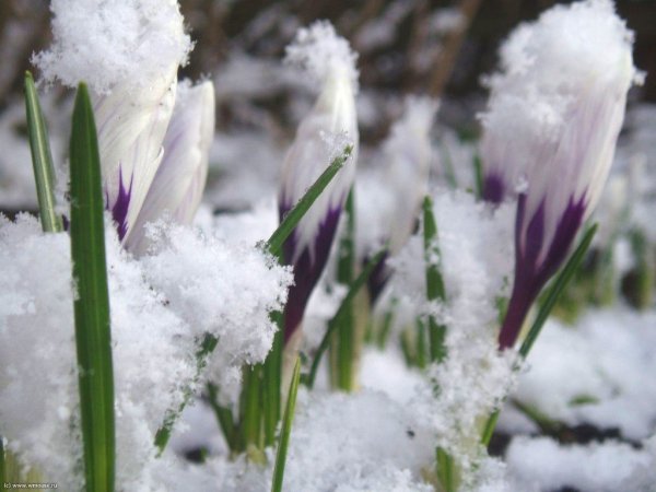 Презентация на тему Весна