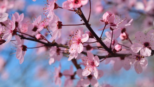 Сирень и Сакура