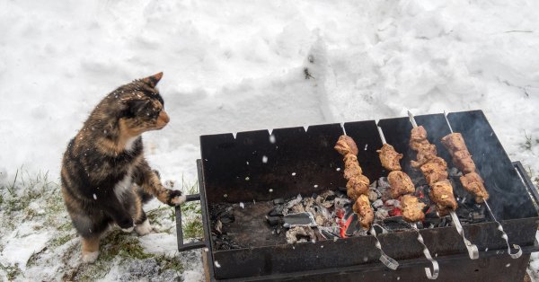 Кот жарит шашлык