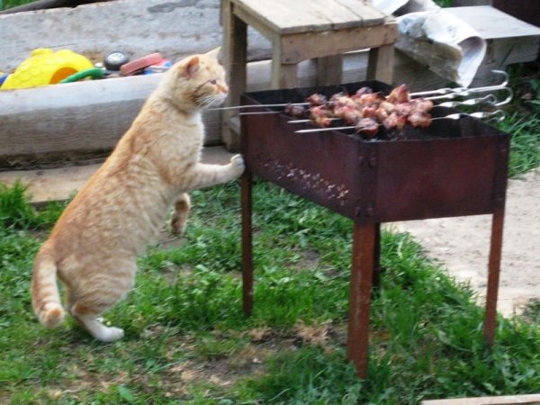 Приглашение на шашлыки прикольные