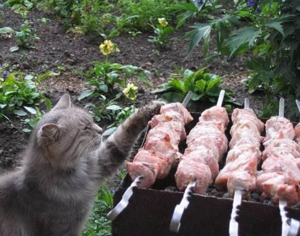 Настоящий шашлык