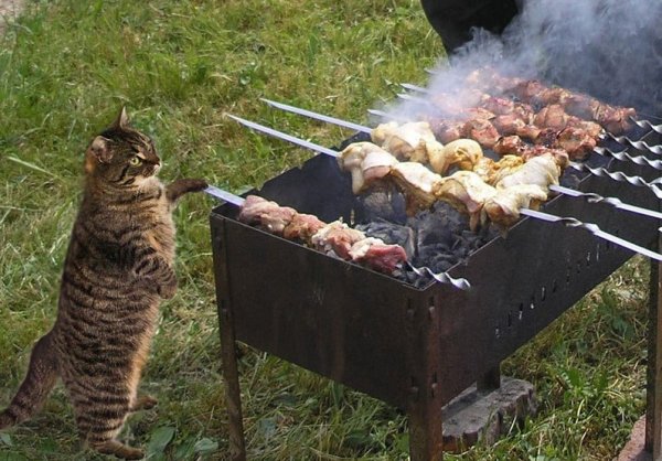 Мир труд шашлык