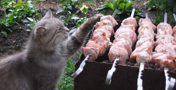 Шашлыки в лесу юмор