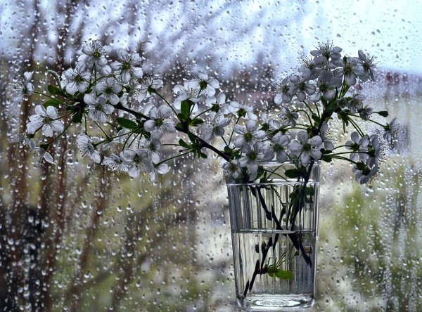 Майский дождь