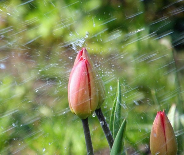 Дождь весной