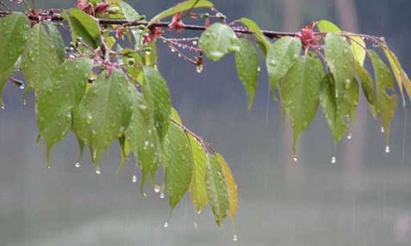 Дождь весной