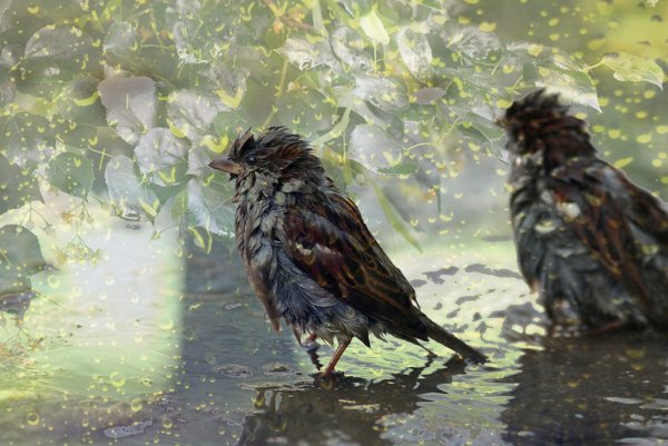 Весенний дождь