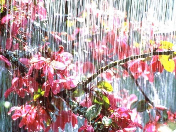 В дождь Цветущий сад