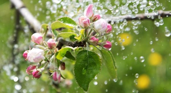 Цветущая яблоня дождь