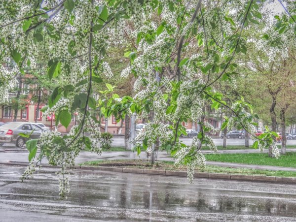 Весенний дождь в городе