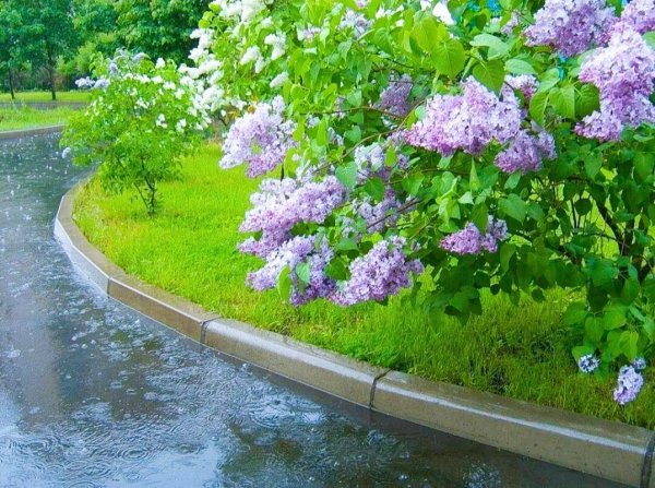 Сирень под дождем