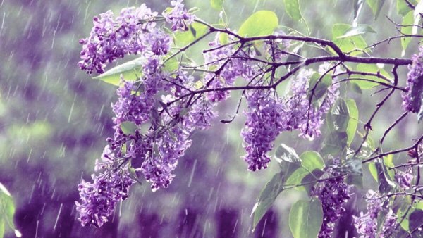 Дождь в городе