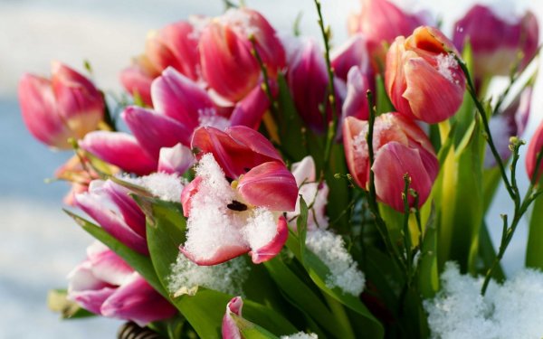 Лавандовый Крокус – Lavender Crocus