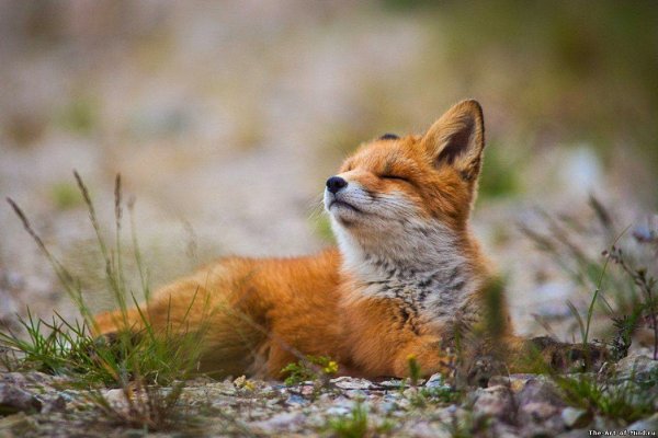 Иван Кислов фотограф лисы