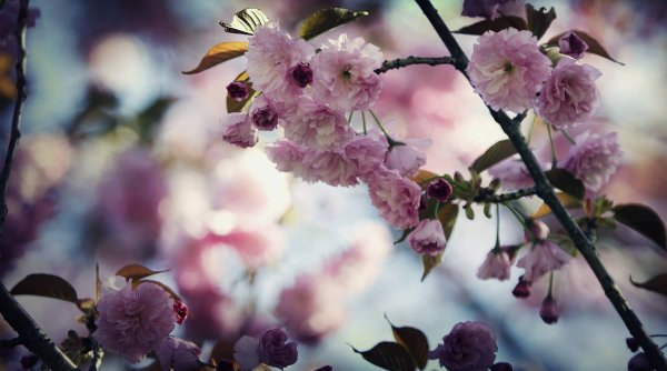 Весенние обои на рабочий стол