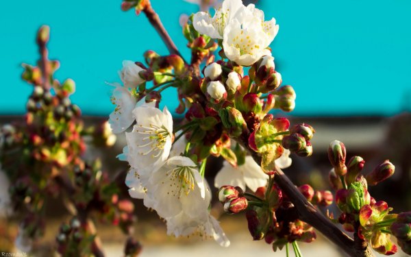 Цветы яблони