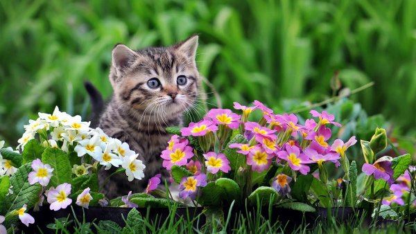 Весенние цветы и животные