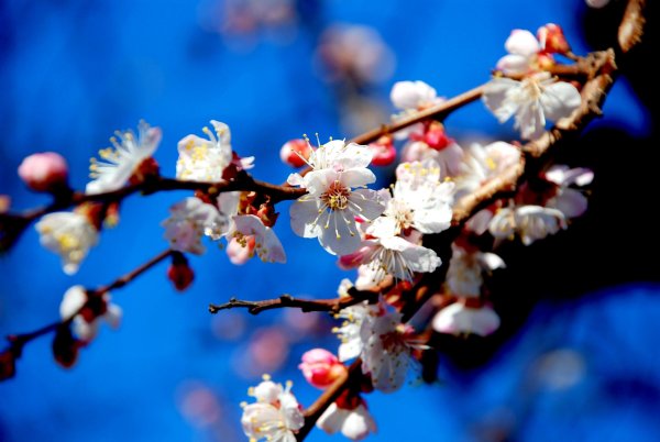 Весенние обои