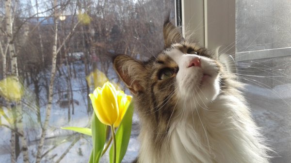 Праздник прихода весны