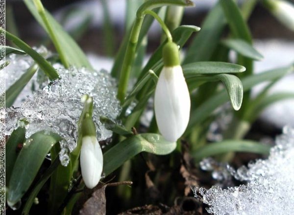 Открытки с наступлением весны