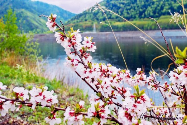 Хакасия природа весной