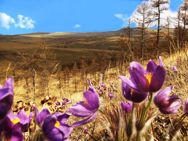 Первоцветы Хакасии