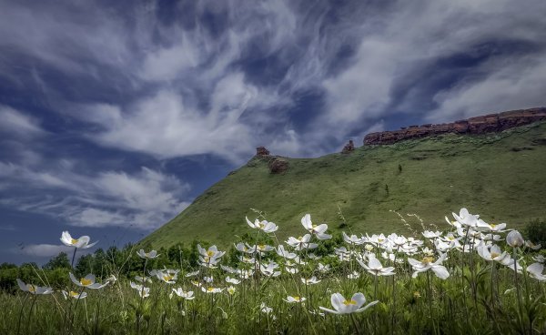 Цветущая степь Хакасии
