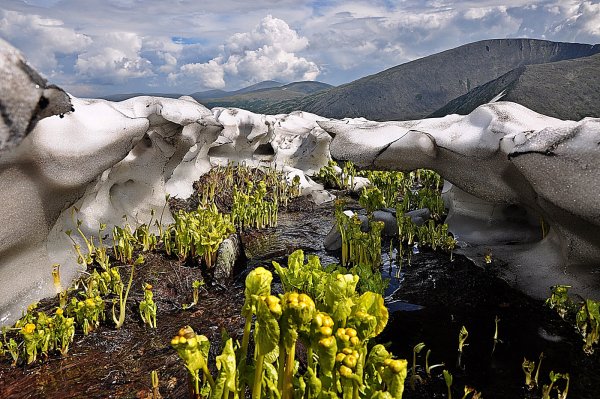 Ергаки подснежники