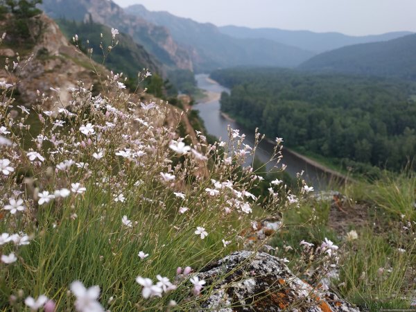 Пикульки Хакасия