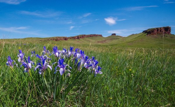 Хакасия горы ирисы