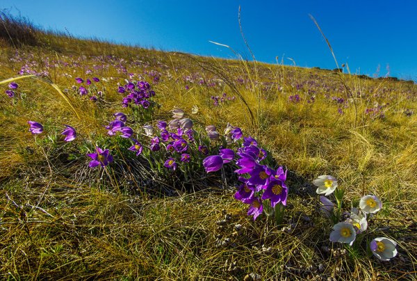 Степи Хакасии цветут