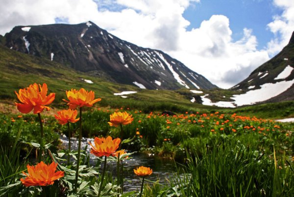 Купальница азиатская Байкал