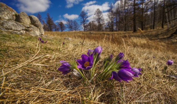 Дикие цветы Хакасии