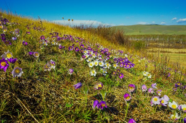 Степь Хакасия цветы