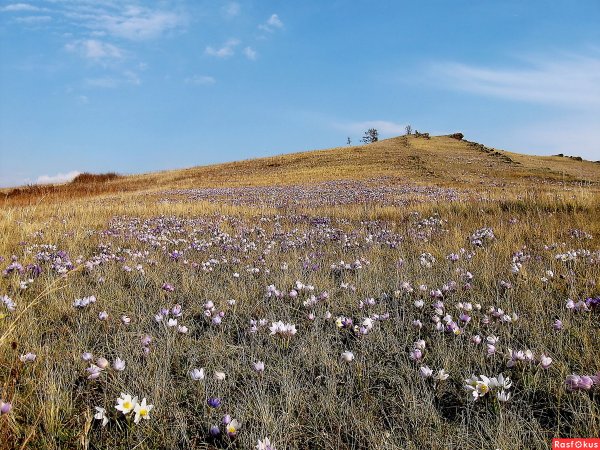 Цветущая степь Хакасии