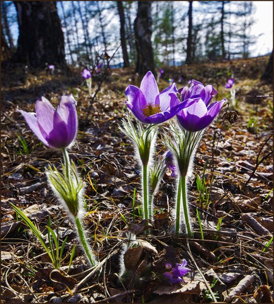 Хакасия весной