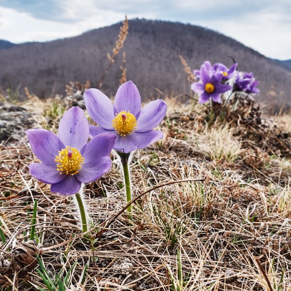 Хакасия природа весной