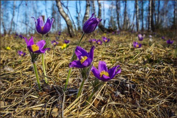 Цветущая степь Хакасии