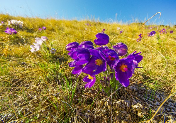 Сундуки Хакасия Весна