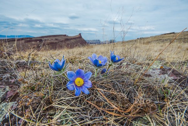 Хакасия природа багульник