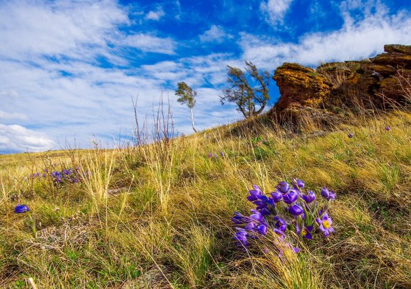 Прострел растение Хакасии