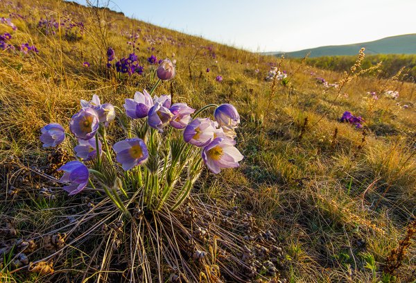 Хакасия Весна фото
