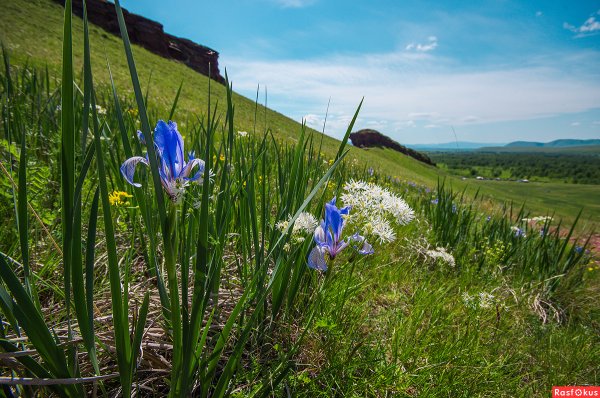 Прострел растение Хакасии