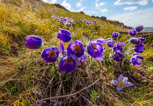 Ирисы цветут в Хакасии