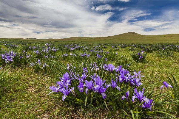 Хакасия Весна фото